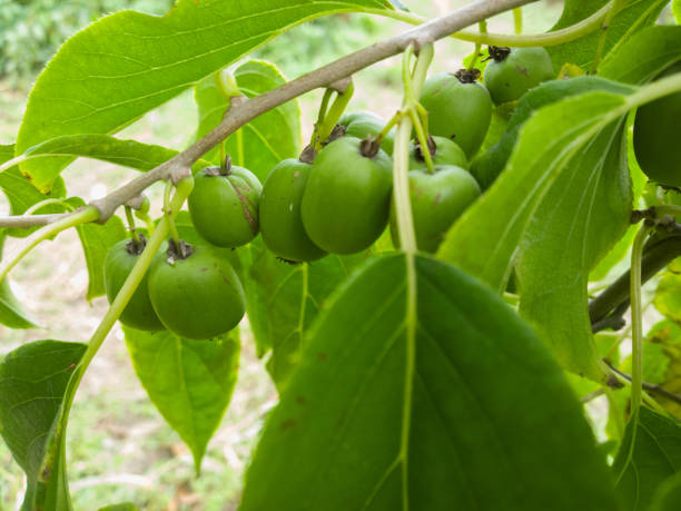 frutas de kiwi robusto. - hardy fotografías e imágenes de stock