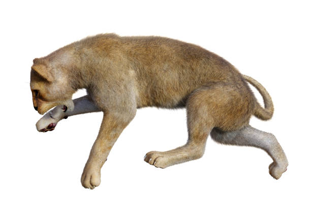 istock 3D rendering female lion on white 860816302