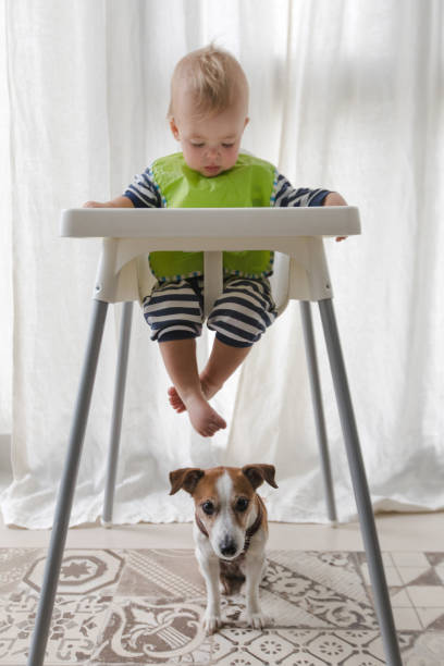 istock Cute boy and dog under high chair 860818844