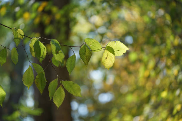 istock natural background with green leaves on blurred background with bokeh 860821350