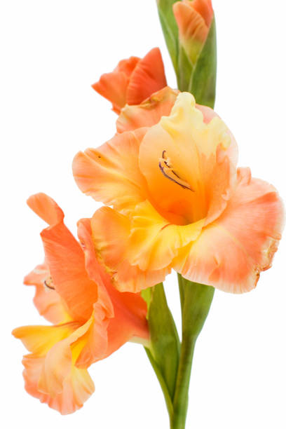 istock Beautiful gladiolus flower 860826076