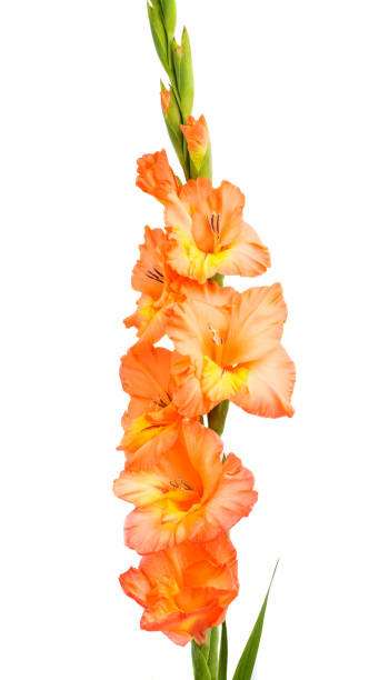 istock Beautiful gladiolus flower 860826248