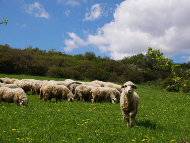 istock Flock of sheep grazing. Sheeps on mountain meadow 860826528