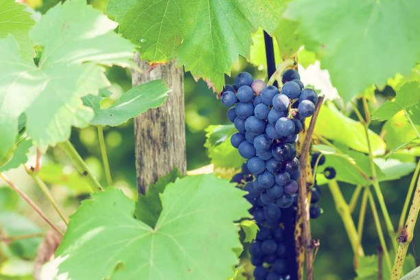 istock grapes in the garden 860829704