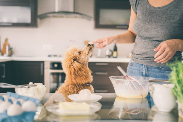 junge frau mit ihrem hund macht frühstück. - 5550 stock-fotos und bilder