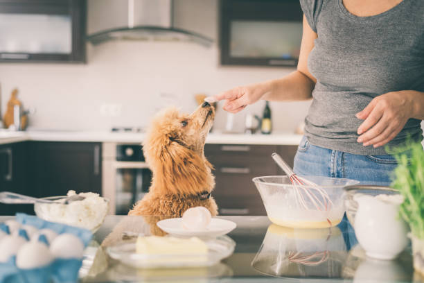 istock Young woman with her dog is making breakfast . 860834048