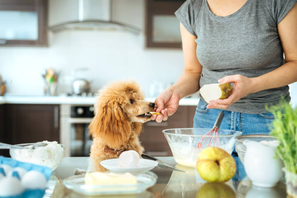 彼女の犬を持つ若い女性は、キッチンで調理されています。 - two pears ストックフォトと画像