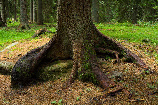 istock The beauty of the forest 860843832