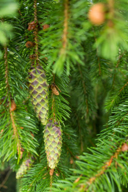 istock The beauty of the forest 860843928
