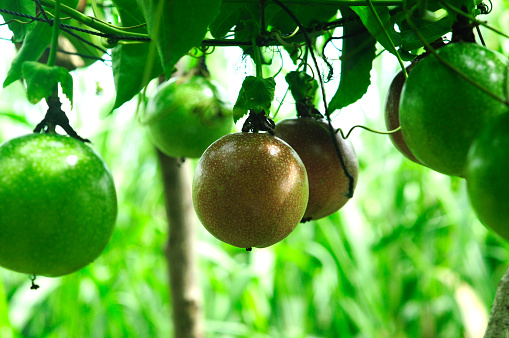 lots of raw and fresh passion fruit on the tree, passion fruit farm.