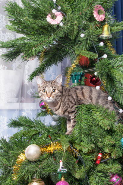 istock Cat on Christmas tree (New Year tree). Naughty cute kitten. 860844474
