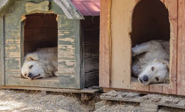 A pair of Kuvasz dogs have some rest in their kennels during the heat of the day - Szentendre, Hungary