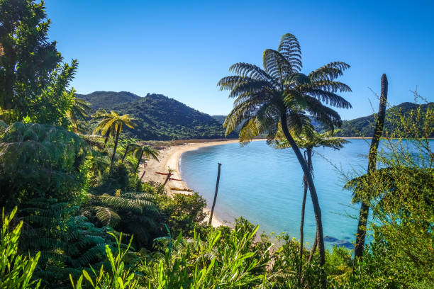 park narodowy abel tasman, nowa zelandia - abel tasman national park zdjęcia i obrazy z banku zdjęć