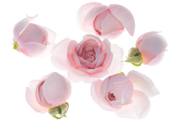 Pale pink rose flower blossoms background 5 stock photo
