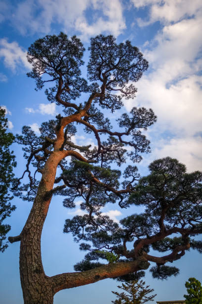 istock japanese black pine on a blue sky, Nikko, Japan 860849076