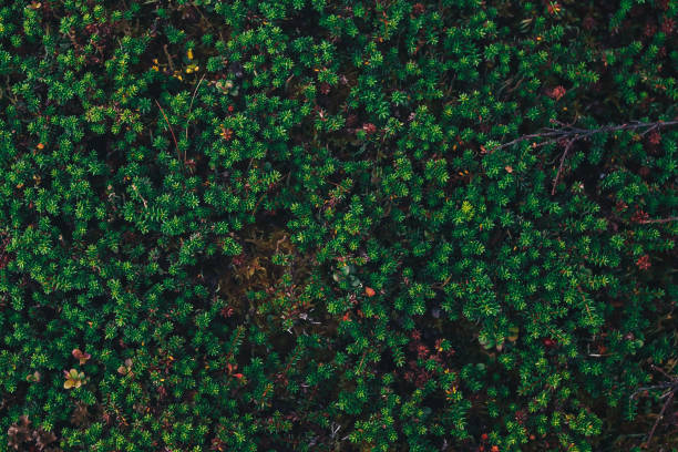 istock Natural Mountain Vegetation Closeup Background 860849342
