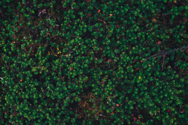 istock Natural Mountain Vegetation Closeup Background 860849374