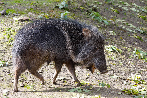 nise pig Chacoan peccary, Catagonus wagneri pig, Chacoan peccary (Catagonus wagneri), known as the tagua. Live in Gran Chaco of Paraguay, Bolivia, and Argentina javelina stock pictures, royalty-free photos & images