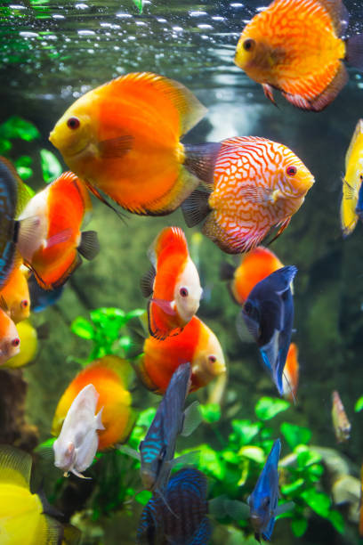 Symphysodon discus in an aquarium