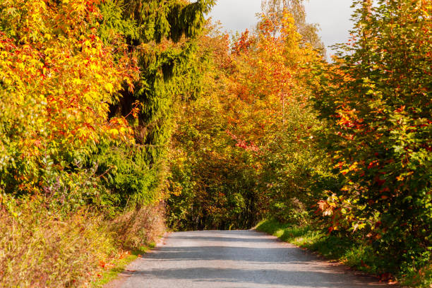 istock rural road in the autumn with yellow trees 860850376