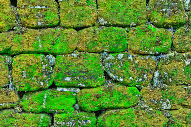 istock Texture of rock wall overgrown with moss 860850472