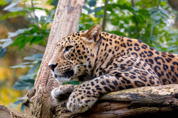 istock Sri Lanka Leopard, Panthera pardus kotiya 860850480