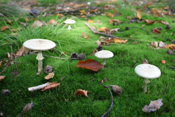 poisonous mushrooms family of deadly mushrooms amanita phalloides stock pictures, royalty-free photos & images