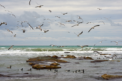 Seabirds are birds that are adapted to life within the marine environment.
