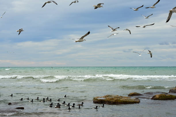 Seabirds are birds that are adapted to life within the marine environment.