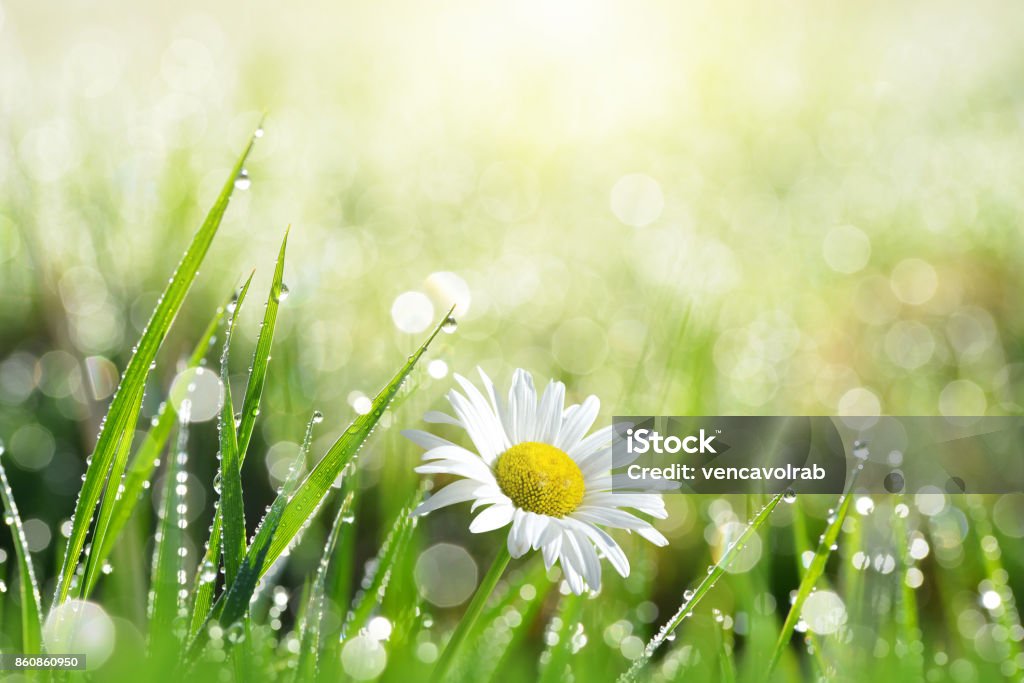 Hierba verde fresca con gotas de rocío y daisy. - Foto de stock de Primavera - Estación libre de derechos