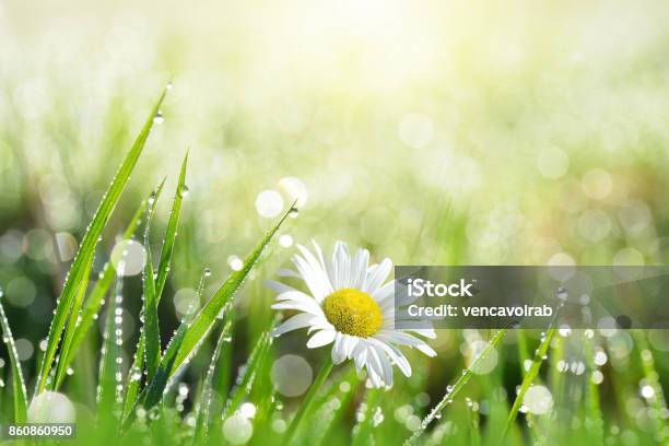 Fresh Green Grass With Dew Drops And Daisy Stock Photo - Download Image Now - Springtime, Flower, Dew