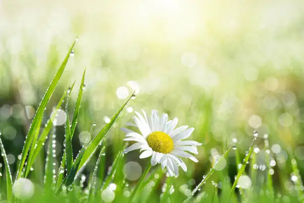 Photo of Fresh green grass with dew drops and daisy.