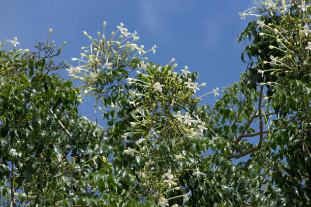 istock Whtie flower Indian cork tree and green leaf background 860861294