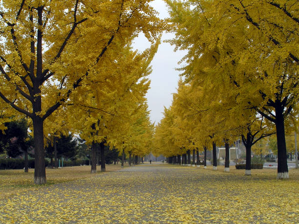istock Autumnal ginkgo biloba yellow trees 860861310