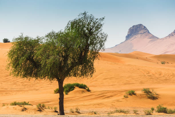 arabian desert - sandscape imagens e fotografias de stock