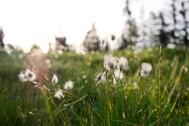 istock Sunlit autumn fluffy flowers 860863872
