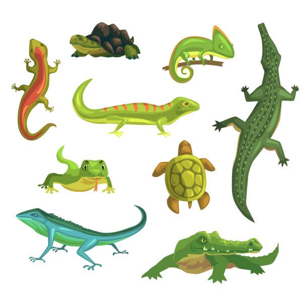 istock Reptiles and amphibians set of vector Illustrations 860864242