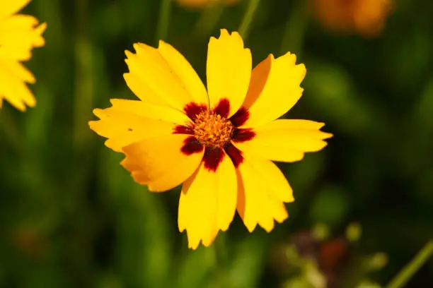 Girl's eye variety Sterntaler yellow flower