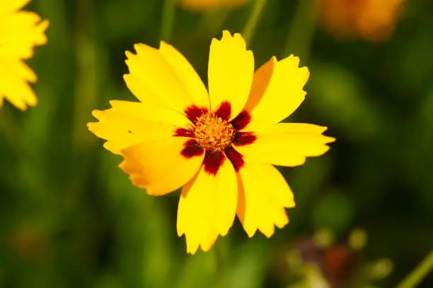 Girl's eye variety Sterntaler yellow flower