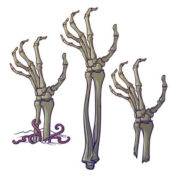 Pair of zombie hands rising from the ground and torn apart. lifelike depiction of the rotting flash with ragged skin, protruding bones and cracked nails. Pair of zombie hands rising from the ground and torn apart. lifelike depiction of the rotting flash with ragged skin, protruding bones and cracked nails. Conceptual art. EPS10 vector illustration protruding stock illustrations
