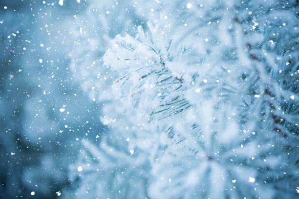 istock Winter scene - Frosted pine branches. Winter in the woods 860870914