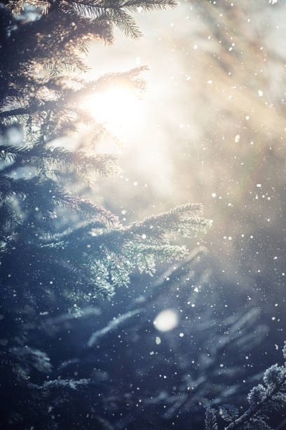 istock Winter scene - Frosted pine branches. Winter in the woods 860870928