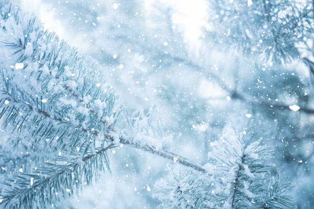istock Winter scene - Frosted pine branches. Winter in the woods 860870944