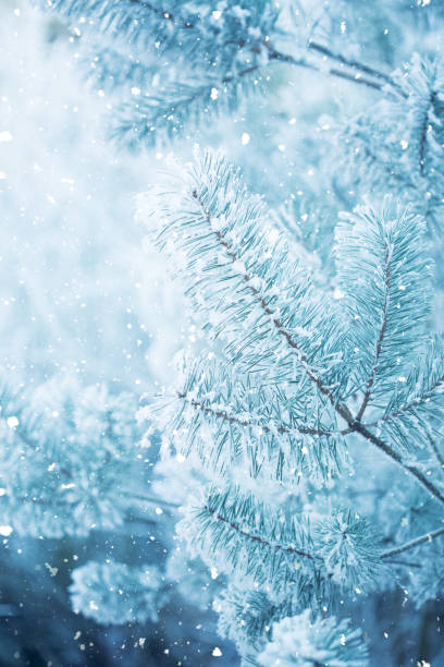 istock Winter scene - Frosted pine branches. Winter in the woods 860870950