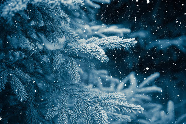 istock Winter scene - Frosted pine branches. Winter in the woods 860871936