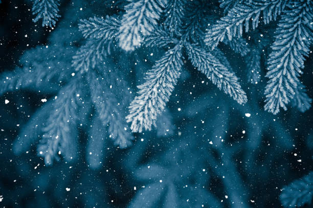 istock Winter scene - Frosted pine branches. Winter in the woods 860872292