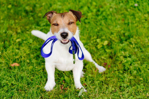istock Dog holding leash in mouth waiting for walk 860873022