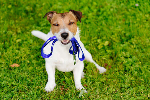 Jack Russell Terrier with leash looking at camera
