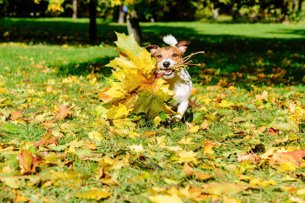 istock Concept for fall (autumn) greeting card with maple leaves bouquet 860873030
