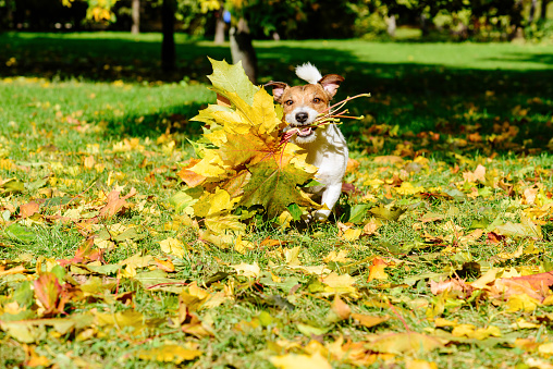 Jack Russell Terrier dog fetches autumn bouquet